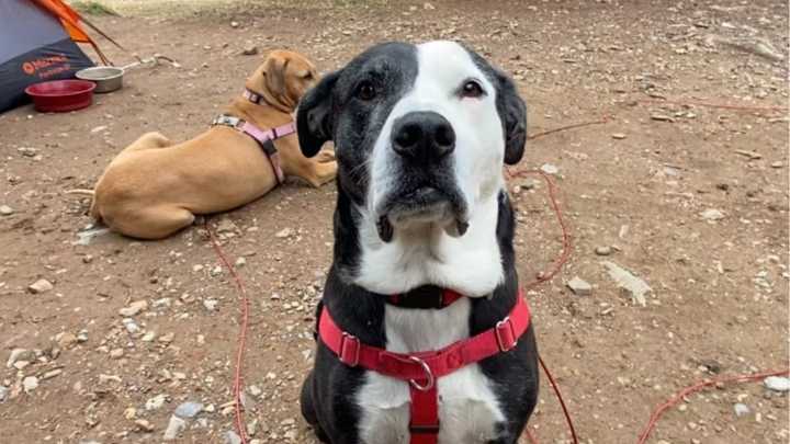 Missing dog last seen at home near Karns Meadow on Saturday