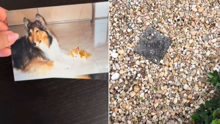 Florida Woman Discovers Mysterious Dog Grave In Her Backyard And Learns Its Touching Secret