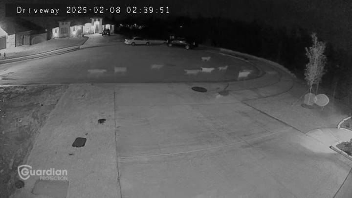 Godley neighbors plead with city leaders for solution to wild packs of dogs