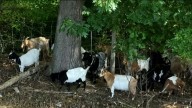 Goats graze on poison ivy to keep students safe in Methuen