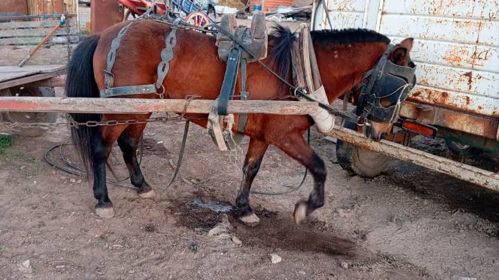 Maltrato animal en Nuevo Alberdi: apostaban en cinchadas con caballos y usaban picanas