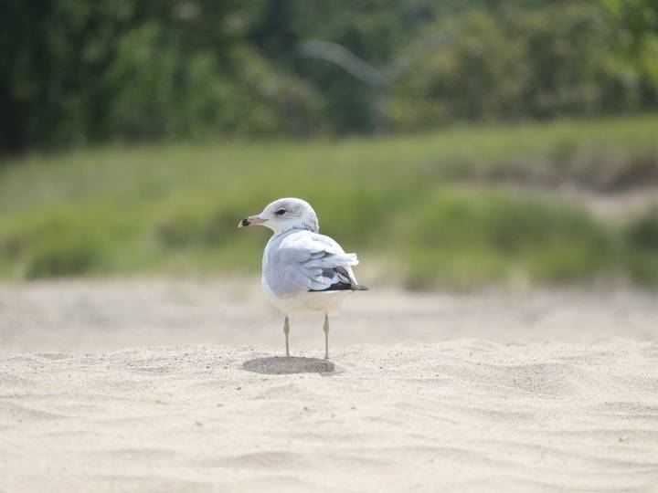 Ontario birders organization flocking to Sarnia for convention
