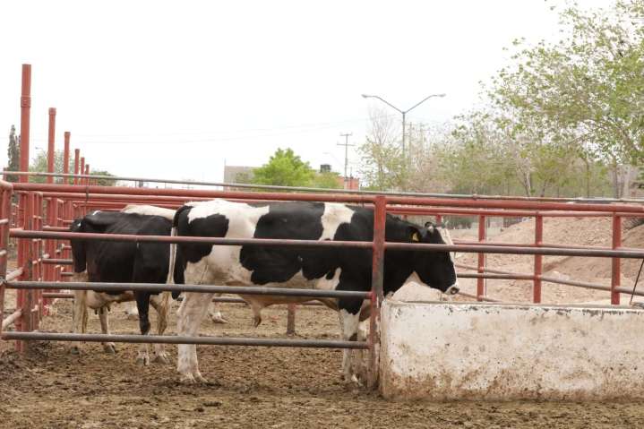 Sacrifican 2 mil 125 animales en el rastro durante agosto