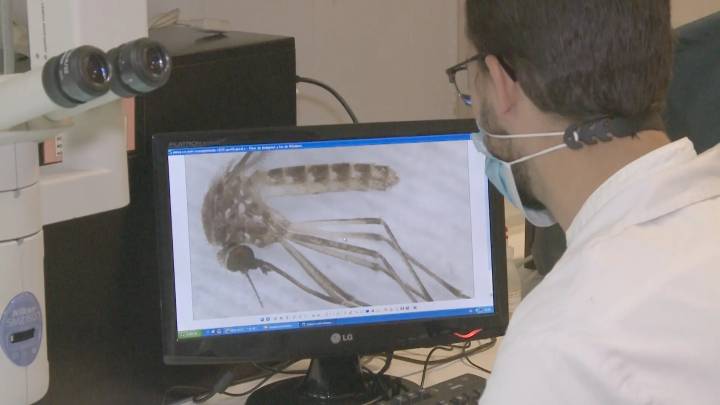 Confirman en Mojácar el primer caso humano de fiebre del Nilo de esta temporada en Andalucía