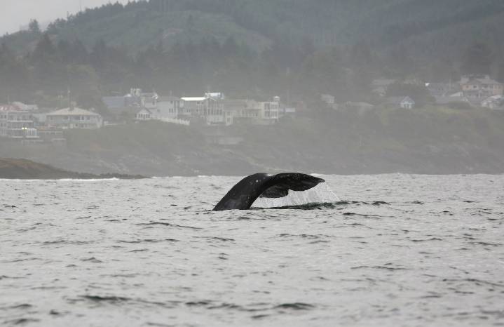 How tiny shrimp turned Depoe Bay into a whale watching paradise