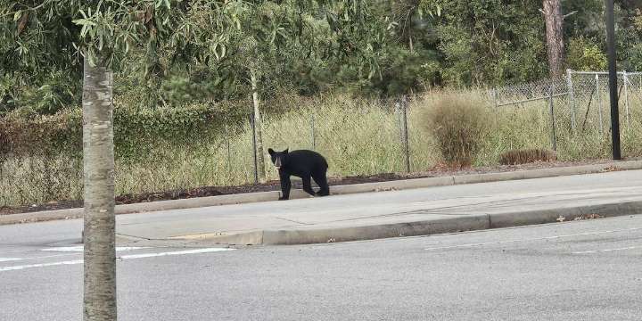 2 new bear sightings reported near Aiken County schools
