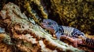 Una investigación revela cuál es el terrario idóneo para mantener saludable al gecko leopardo