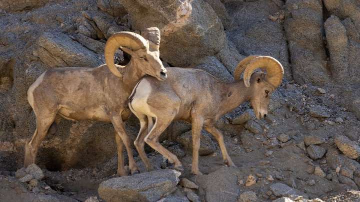 Going to Palm Springs? Watch out for Bighorn Sheep