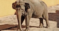Councilman Bob Blumenfield calls for transparency on transfer of elephants