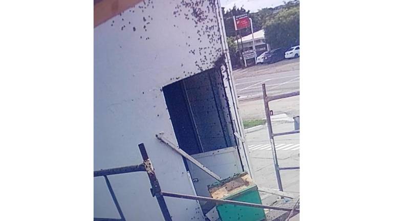 Denuncian que ataques de abejas trágicos se debe a que no aplican Protocolo Municipal de Protección