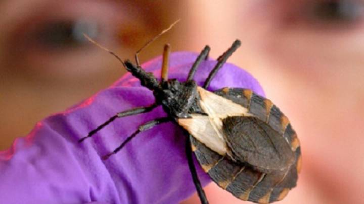 ‘Kissing bug’ disease has been found in Missouri. Scientists want the U.S. to take it seriously