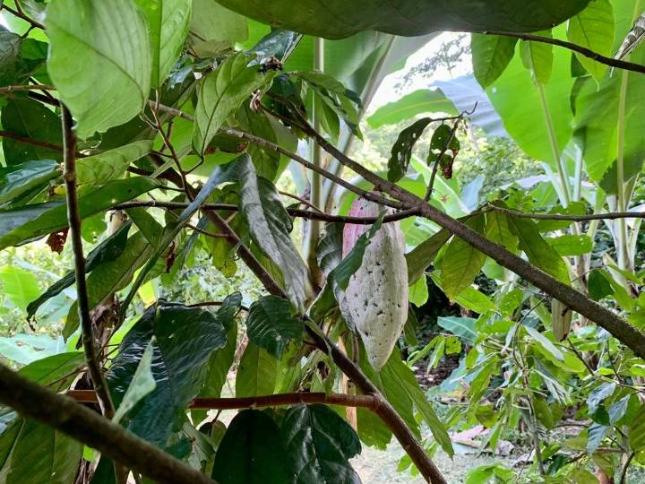 Cacao venezolano de la Hacienda El Recreo quedó entre los mejores 50 del mundo