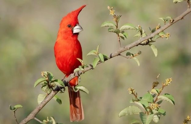 El cardenal guajiro y el palabrero wayuu presentes en el FMMD