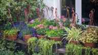 The Ornamental Oregano Variety That's Heat Tolerant & Great For Hanging Baskets