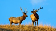 Glacier National Park Visitor Caught Terrorizing Elk In The Worst Way Possible For Absolutely No Reason