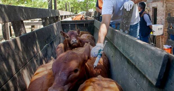 El Gobierno nacional anunció que se modificará el plan de vacunación contra la fiebre aftosa