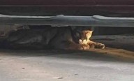 Reportan a un puma en colonia de Tecate; autoridades trabajan para su resguardo