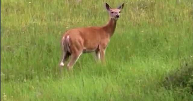 Chronic wasting disease threatens Idaho's big game and hunting traditions