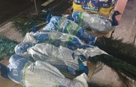 Rescataron diez pavos reales que eran trasladados hacinados, en cajas de cartón y bolsas arpilleras