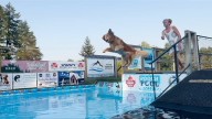 Dog dock diving competition coming to North Cowichan