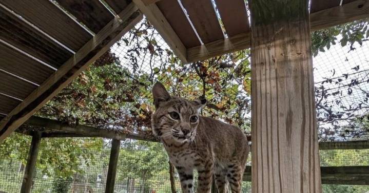 Bridgeton's Cohanzick Zoo welcomes new bobcat