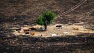 Tres Cantos aprueba ayudas de hasta 5.000 euros para las víctimas del incendio del 11 de agosto