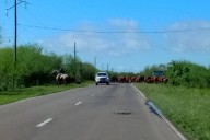 CORRIENTES! Sacan a la ruta el ganado porque los campos están inundados