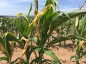 Was it the driest summer on record in the Maritimes?