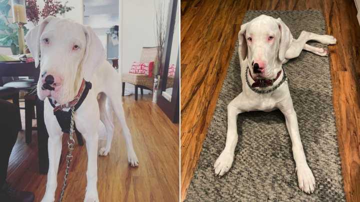 California Woman Rescues Frightened Great Dane Who Now Thanks Her With Sweet Surprises