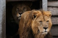 Trabajador muere tras ser atacado por cinco leones en zoológico
