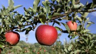 Pick apples at these 7 Rhode Island orchards this fall