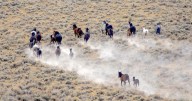 Feds slate purge of ‘checkerboard’ wild horses for Oct. 13 despite court ruling, sparking new lawsuit