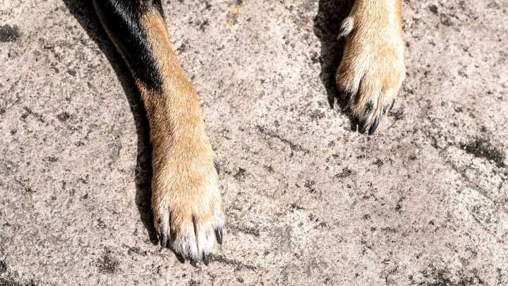 "Es inaceptable y cruel": Investigan matanza y presunta venta de órganos de mascotas en el norte de Chile
