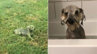 Virginia Dog Has The Most Hilarious Method For Avoiding Baths, And You'll Love It