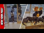 Shocking Footage Shows Smash-and-Grab at California Jewelry Store