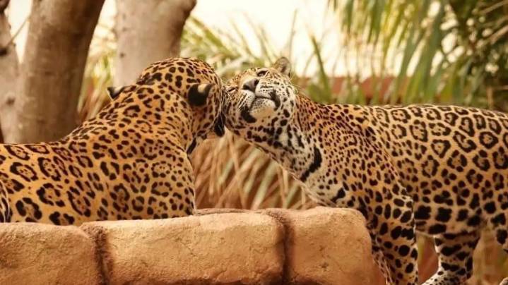 Tamaulipas contribuye en la conservación del jaguar; con fototrampeo y chips de seguimiento