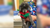 California Dog Rejected After 18 Years By Cruel Owners Who Call Him “Stupid” Is Now Surrounded By Love