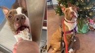 Tennessee Shelter Dog Reaches 1,000 Days And Gets A Celebration Fit For A Princess