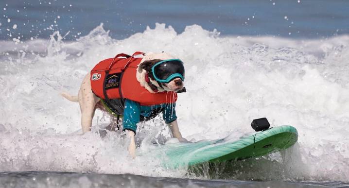 Perros surfistas dominan olas sobre sus tablas en campeonato