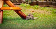 Rats and mice will not enter homes if you use scatter 'irritating' kitchen item