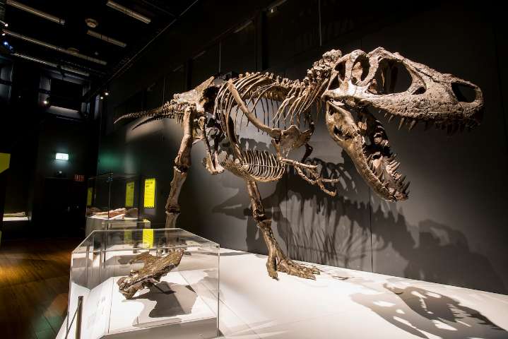 Massive T. rex exhibit stomping into Grand Rapids this October