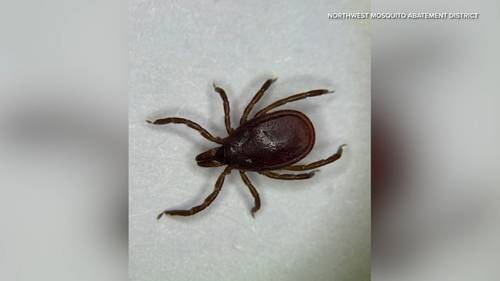 Illinois could be facing 'tick invasion,' experts warn of possible increase in Lyme disease