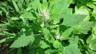 This Indian Green Could Rival Broccoli as a Superfood
