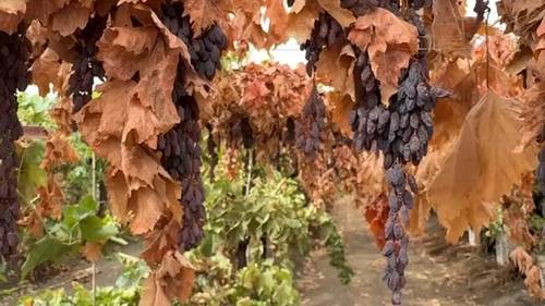 Valley raisin industry 'hit hard' by late summer storm