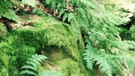Explore Fern Cliff Nature Preserve to see sandstone cliffs, ferns