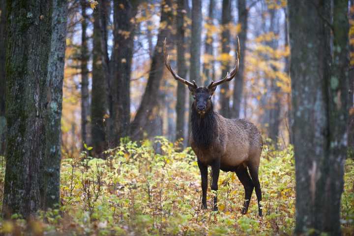 Antlers Ahead: Up North’s newest elk viewing platform lets you see 800