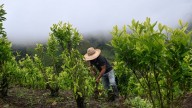 ¿Qué pone en juego Colombia con la descertificación? Varios cientos de millones de dólares y algo más