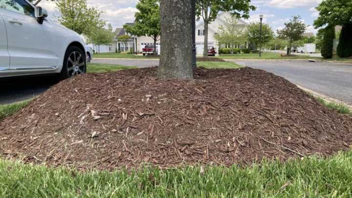 Expert says common gardening practice is choking trees: a landscaping ‘epidemic’