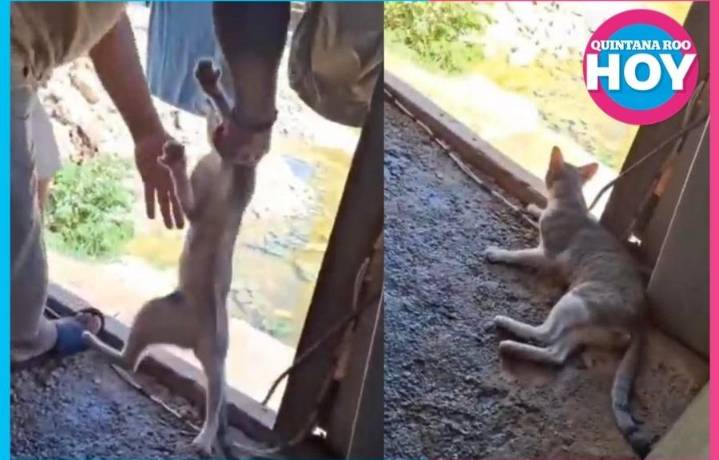 Tulum atiende caso de maltrato animal y anuncia denuncia formal ante la fiscalía