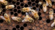 A Sweeter Future For Honey Bees: Florida Research Sparks EPA Label Change